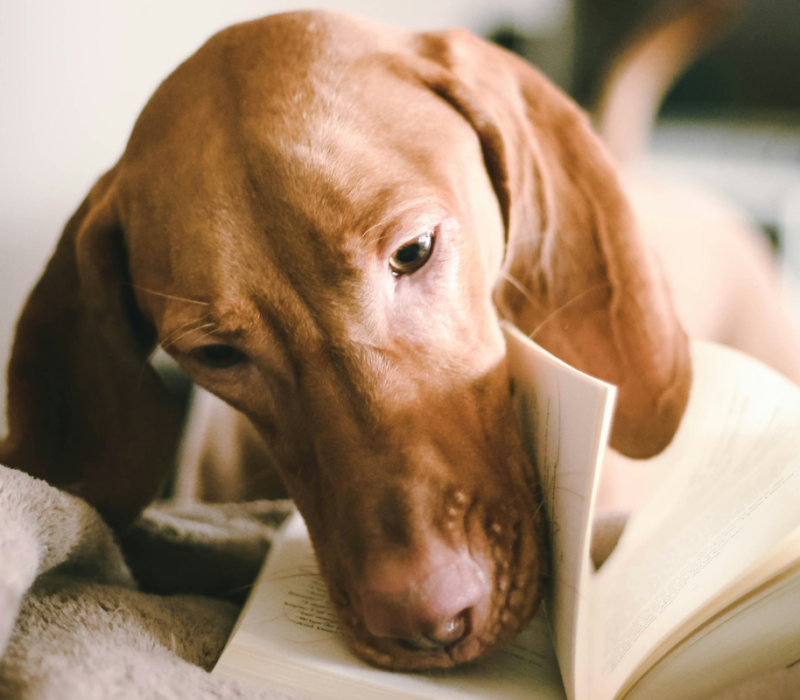 un chien qui lit un livre