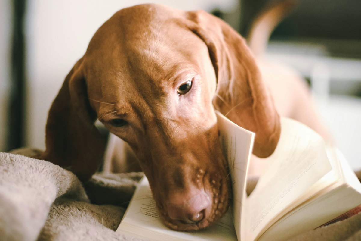 un chien qui lit un livre