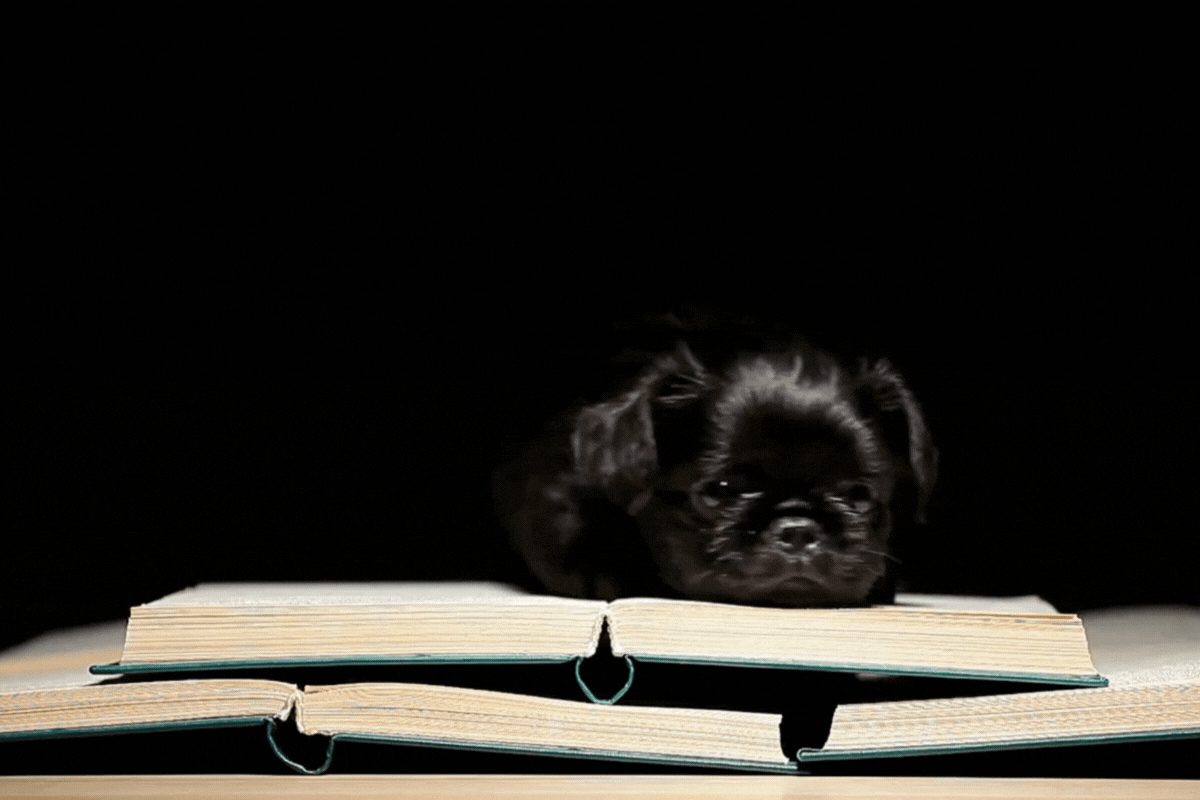 L'équipe de Pax nous a partagé les meilleurs livres à (s')offrir ) la Noël - Unsplash